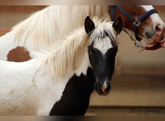 IJslander, Hengst, 1 Jaar, 145 cm, Gevlekt-paard