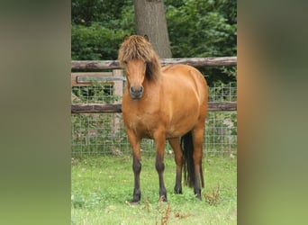 IJslander, Hengst, 1 Jaar, 145 cm, Gevlekt-paard