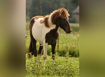 IJslander, Hengst, 1 Jaar, 145 cm, Gevlekt-paard