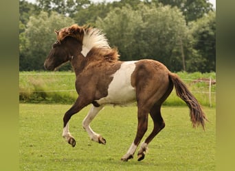 IJslander, Hengst, 1 Jaar, 145 cm, Gevlekt-paard