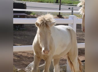 IJslander, Hengst, 1 Jaar, 148 cm, Gevlekt-paard