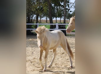 IJslander, Hengst, 1 Jaar, 148 cm, Gevlekt-paard