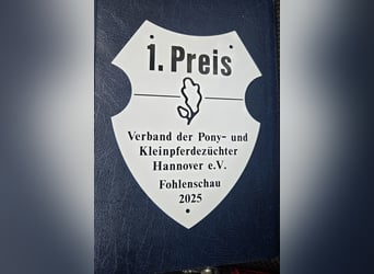 IJslander, Hengst, 1 Jaar, Falbe