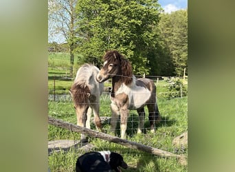 IJslander, Hengst, 1 Jaar, Gevlekt-paard