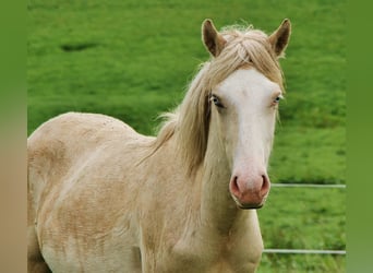 IJslander, Hengst, 1 Jaar, Palomino
