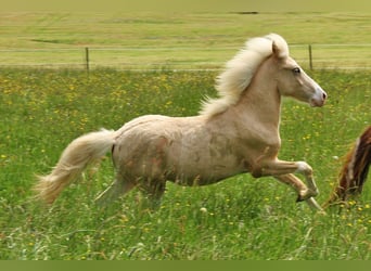IJslander, Hengst, 1 Jaar, Palomino