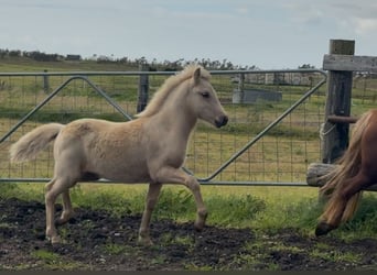 IJslander, Hengst, 1 Jaar, Palomino