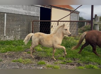 IJslander, Hengst, 1 Jaar, Palomino