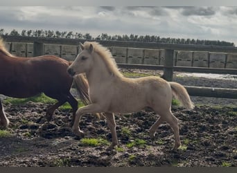 IJslander, Hengst, 1 Jaar, Palomino