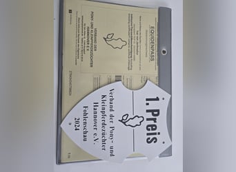 IJslander, Hengst, 1 Jaar, Vos