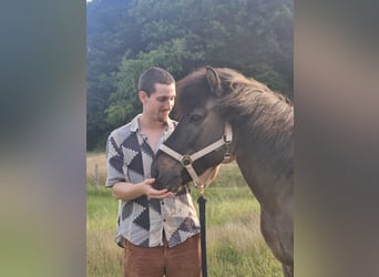 IJslander, Hengst, 22 Jaar, 137 cm, Falbe