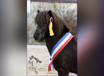 IJslander, Hengst, 22 Jaar, Zwart