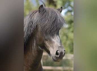 IJslander, Hengst, 22 Jaar, Zwart