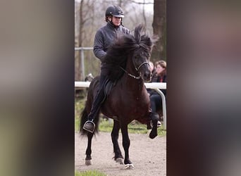 IJslander, Hengst, 22 Jaar, Zwart