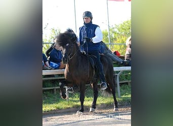 IJslander, Hengst, 22 Jaar, Zwart