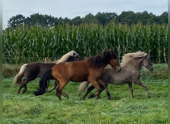 IJslander, Hengst, 2 Jaar, 140 cm, Brauner