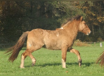IJslander, Hengst, 2 Jaar, 140 cm, Falbe