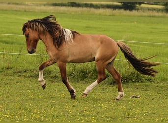 IJslander, Hengst, 2 Jaar, 140 cm, Falbe