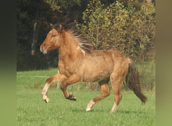 IJslander, Hengst, 2 Jaar, 140 cm, Falbe