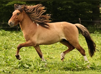 IJslander, Hengst, 2 Jaar, 140 cm, Falbe