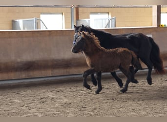 IJslander, Hengst, 2 Jaar, 140 cm