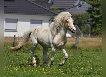 IJslander, Hengst, 2 Jaar, 140 cm, Palomino