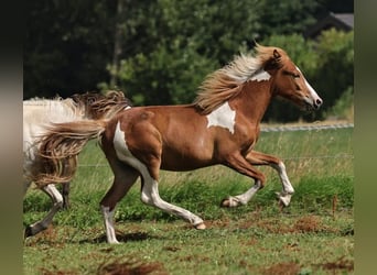 IJslander, Hengst, 2 Jaar, 140 cm, Tobiano-alle-kleuren