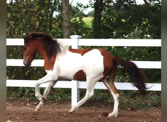 IJslander, Hengst, 2 Jaar, Gevlekt-paard