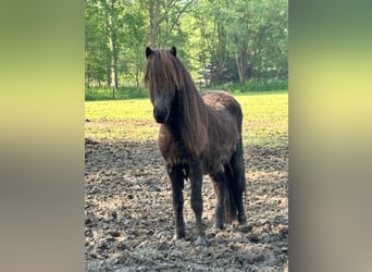 IJslander, Hengst, 2 Jaar, Zwartbruin