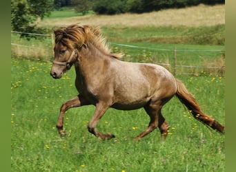 Islandpferd, Hengst, 3 Jahre, 137 cm, Palomino