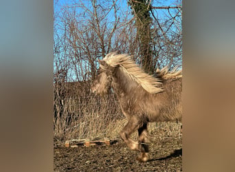 IJslander, Hengst, 3 Jaar, 137 cm