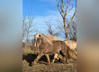 IJslander, Hengst, 3 Jaar, 137 cm