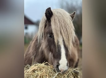 IJslander, Hengst, 3 Jaar, 137 cm