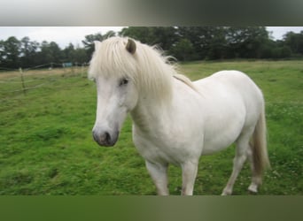 IJslander, Hengst, 3 Jaar, 138 cm, Schimmel