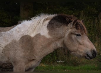 IJslander, Hengst, 3 Jaar, 139 cm