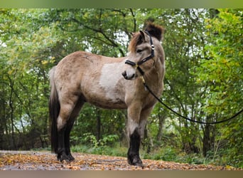 IJslander, Hengst, 3 Jaar, 139 cm