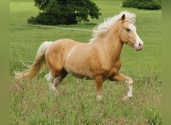 IJslander, Hengst, 3 Jaar, 139 cm, Palomino