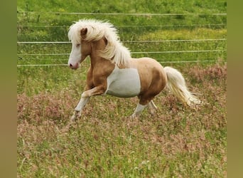 IJslander, Hengst, 3 Jaar, 139 cm, Palomino