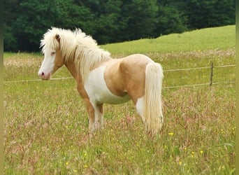 IJslander, Hengst, 3 Jaar, 139 cm, Palomino