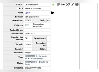 IJslander, Hengst, 3 Jaar, 140 cm