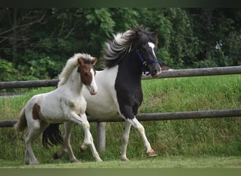 IJslander, Hengst, 3 Jaar, 140 cm, Gevlekt-paard