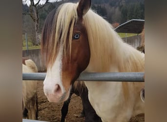 IJslander, Hengst, 3 Jaar, 140 cm, Gevlekt-paard