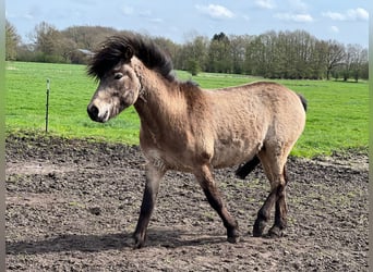 IJslander, Hengst, 3 Jaar, 142 cm