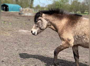 IJslander, Hengst, 3 Jaar, 142 cm