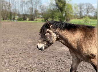 IJslander, Hengst, 3 Jaar, 142 cm