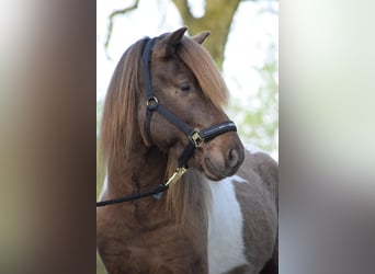 IJslander, Hengst, 3 Jaar, 142 cm, Gevlekt-paard