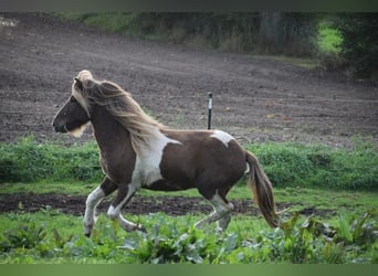 IJslander, Hengst, 3 Jaar, 142 cm, Gevlekt-paard