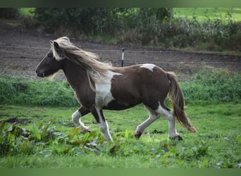 IJslander, Hengst, 3 Jaar, 142 cm, Gevlekt-paard