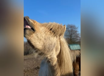 IJslander, Hengst, 3 Jaar, 144 cm