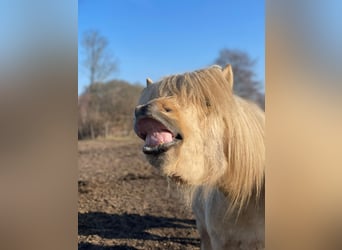 IJslander, Hengst, 3 Jaar, 144 cm